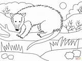 Coloring Possum Pages Printable Public sketch template