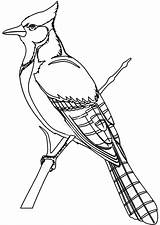Oiseau sketch template