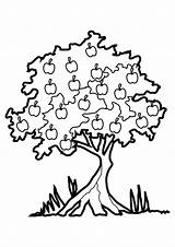 Coloring Tree Acacia Pages Getcolorings sketch template