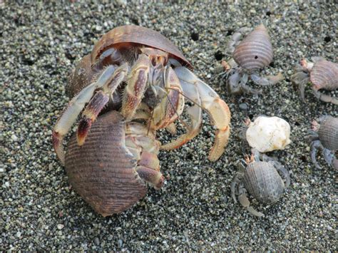 hermit crabs    vibration  ward    shell evictors