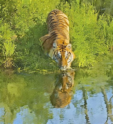 bengal tiger  waters edgewatercolor painting stock image image