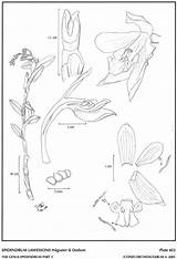 Jimenez Dodson Andean Epidendrum Herbaria Subgroup Hágsater Amo 2001 Drawing Type Website Group sketch template