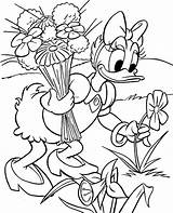 Daisy Disney Coloring Duck Pages Flowers Garden Print Color Colouring Picking Printable Ausmalbilder Kids Para Donald Coloriage Katrien Pato Pintar sketch template