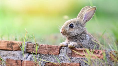 haustier kaninchen achtung bei eiben und diesen pflanzen br