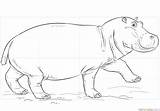 Nilpferd Hippopotame Colorare Ippopotami Hippo Hipopotamo Ausmalbilder Coloriage Ausdrucken Hippopotamus Dessiner Ausmalen Kostenlos Colorier Ausmalbild Malvorlagen Etape sketch template