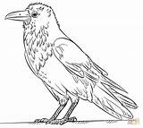 Raven Coloring Drawing Draw Pages Common Step Bird Kids Simple Tutorials Printable Crows Supercoloring Easy Crow Drawings Designlooter Line Unique sketch template