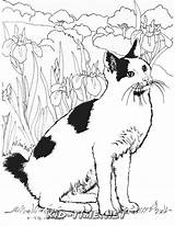 Coloring Cat Bombay sketch template