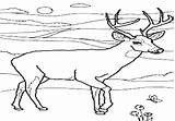 Deer Mule Coloring Pages Getcolorings Getdrawings sketch template