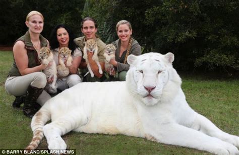 The World S First White Ligers Four Brothers Are Rarest