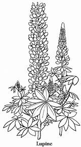 Coloring Bluebonnet Lupine Flower Drawing Flowers Template Blue Pages Drawings Bonnet Adults Printable Contact Vector Getdrawings Texas Lupin Kleuren Voor sketch template