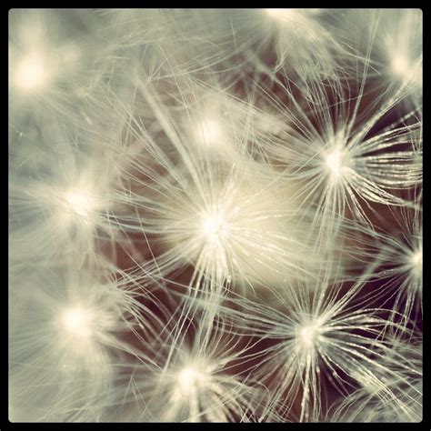pissenlit fireworks photography nature dandelion