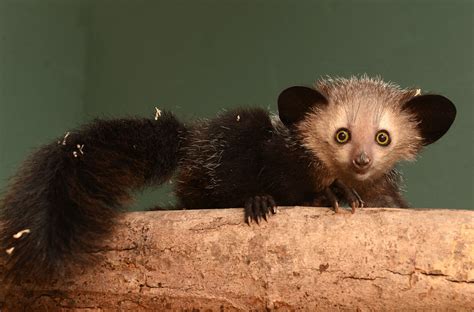 the aye aye a lemur known for its unusual method of finding food it