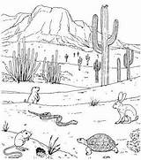 Desert Drawing Ecosystem Animals Draw Plants Life Drawings Cactus Kids Biome Landscape Paintingvalley Adapt Yahoo Search Choose Board Model Results sketch template