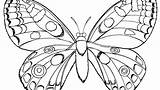 Coloring Butterfly Pages Printable Print Caterpillar Monarch Color Cartoon Life Adults Pdf Cocoon Blue Simple Cycle Small Getcolorings Hard Butterflies sketch template