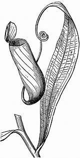 Nepenthes Clipart Etc Plants Clip Pitcher Carnivorous Usf Edu Original Leaf Medium Large sketch template