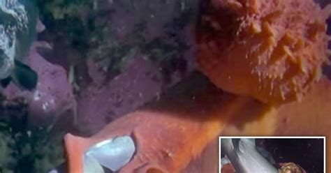giant octopus caught red handed murdering sharks in astounding footage from aquarium daily star