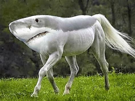 nieuwe diersoorten photoshopped animals weird animals horses