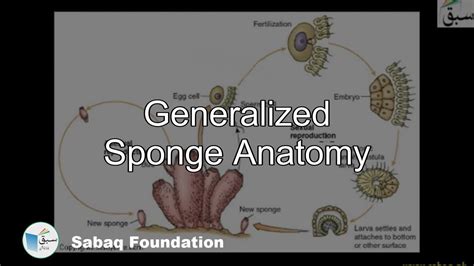 generalized sponge anatomy biology lecture sabaqpk youtube