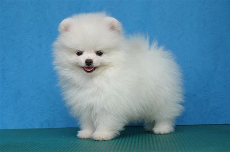 pomeranian puppies pictures  pics