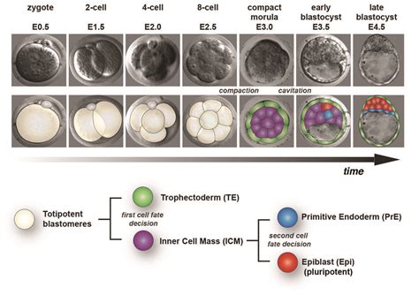 The Mammalian Blastocyst Development And Stem Cells Sloan Kettering