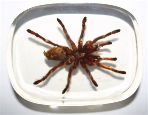 magnificent large real stunning rare tarantula spider
