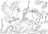 Bird Coloring Pages Feeder Colouring Kids Printable Getdrawings sketch template