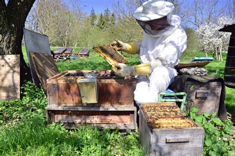 ga mee naar de imker en bezoek de bijen ontdekkingstocht voor kinderen van  tot  jaar