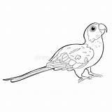 Parrot Parakeet Coloration Perroquet Brésil Perruche Mignon Oiseaux sketch template
