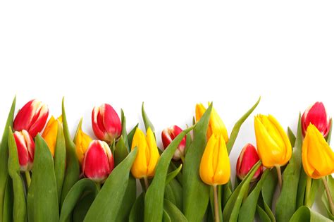 tulips isolated  stock photo public domain pictures