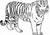 Tiger Coloring Drawing Pages Kids Line Tigers Bengal Realistic Printable Color Cute Baby Siberian Easy Draw Print Shark Sketch Getdrawings sketch template