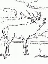 Coloring Elk Rifle Drawing Sniper Mountain Rocky Pages Hunting Getdrawings Popular Guns sketch template