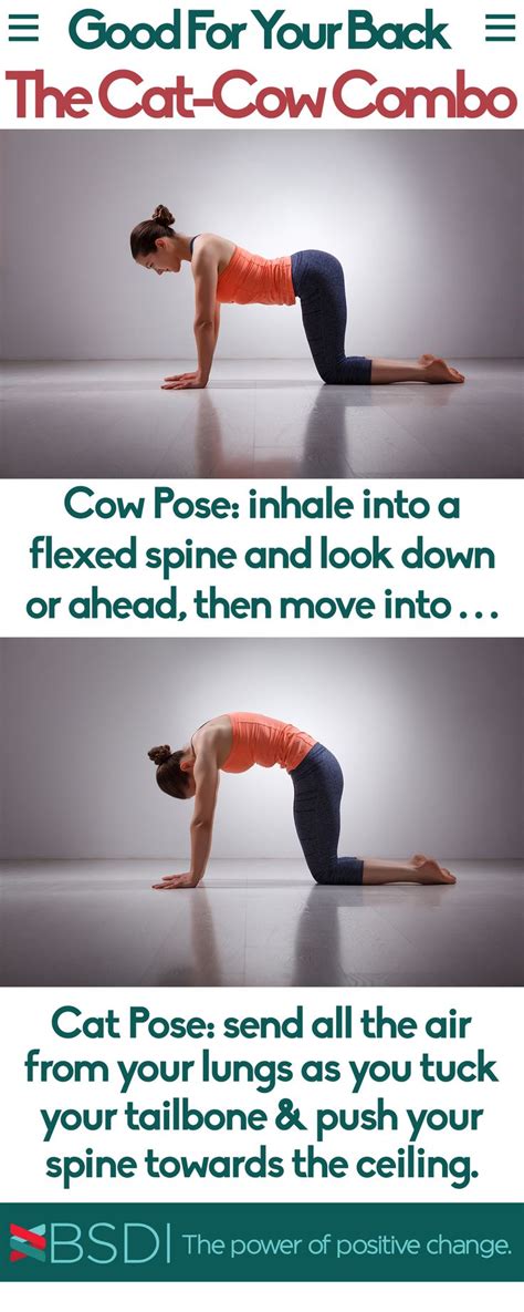 cat  yoga benefits yoga pose