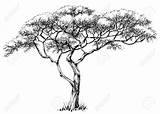 Afrikanischer African Albero Marula Africano Weihnachtsbaum Zeichnen Baobab Vettore Paintingvalley Baum Acacia Afrikanische Iconico Siluetta Malen Bleistiftzeichnungen Skizzen Afrikanisch sketch template