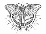Moth Dribbble sketch template