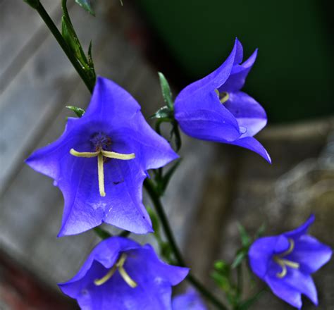 images nature flower purple petal bell botany blue flora