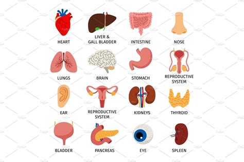 human body internal organs set vector graphics ~ creative market