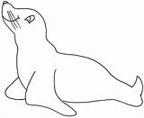Seal Coloring Animals Printable Pages Kb sketch template