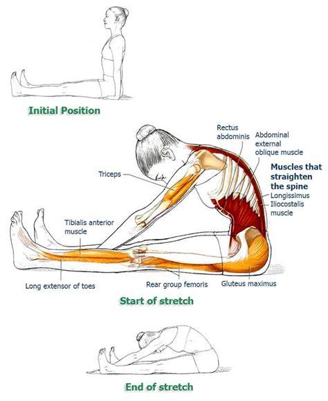 Nishar Basha S Blog Exercises And Yoga Poses For Your Back Pain