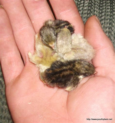 painted quail button quail baby animals bird photography