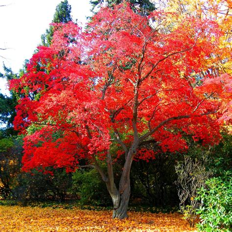 japanese red maple