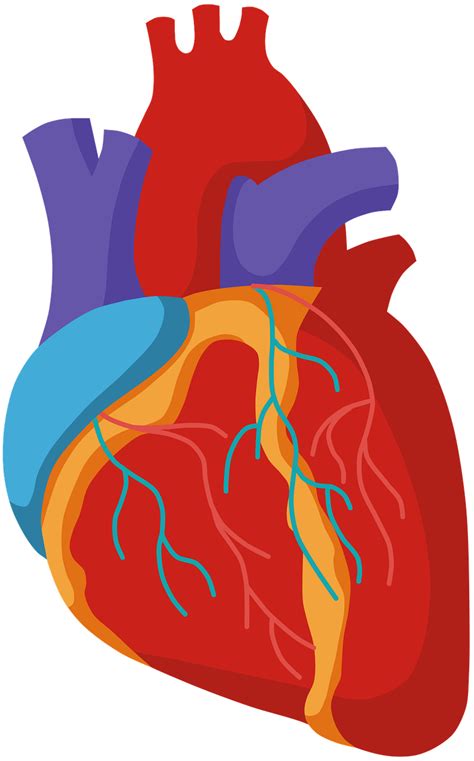 heart organ anatomy royalty  vector graphic pixabay