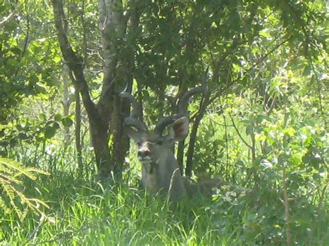 deer sitting   middle   tall grass  trees   eyes