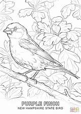 Hampshire Bird Lila Fink Ausmalbild Appalachian Designlooter Finch Ipad Finken sketch template
