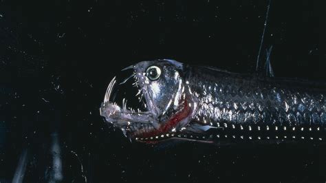 tiere der tiefsee tiefseefische tiere im wasser natur planet wissen