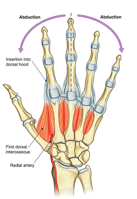 dorsal interossei hand  foot earths lab