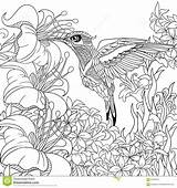 Hummingbird Coloring Zentangle Flowers Adult Stylized Flying Dreamstime Cartoon Book Sketch Pages Stock Nectar Antistress Drawn Around Hand Floral Vector sketch template