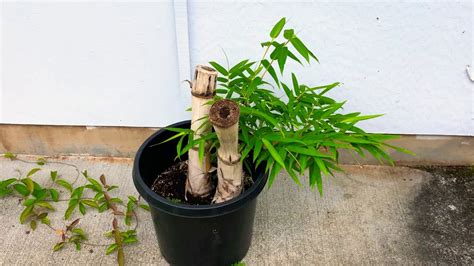 growing bamboo  worked youtube