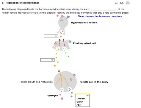 Solved 6 Regulation Of Sex Hormones The Following Diagra