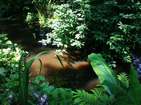 garden pond scene  photo  freeimages