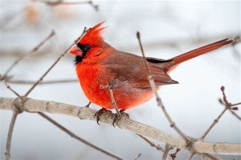 photo  northern cardinal perched  brown tree branch  stock photo